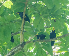 Ampeliceps coronatus