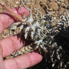 Tylecodon wallichii ecklonianus