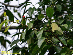 Psilopogon rubricapillus