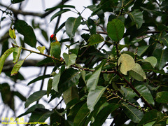 Psilopogon rubricapillus