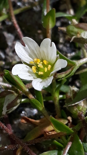 Image of Starwort Mouse-Ear (Dichodon cerastoides) by (c) Alessia Guggisberg, some rights reserved (CC BY-SA)