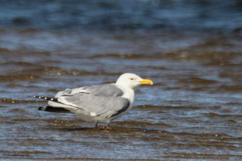 Mongolian Gull (Larus mongolicus), photo 9