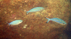 Caesio varilineata