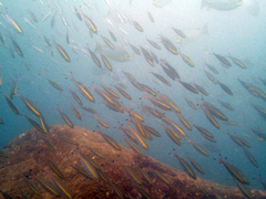 Pterocaesio chrysozona