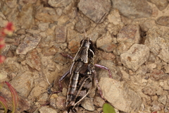 Sigaus australis