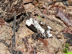 Theloderma baibungense