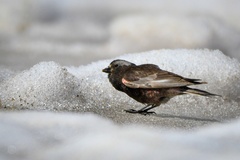 Black Rosy-Finch photo 2