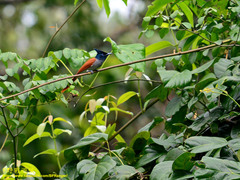 Terpsiphone paradisi ceylonensis