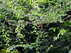 Terpsiphone paradisi ceylonensis