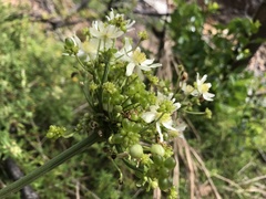 Knowltonia vesicatoria