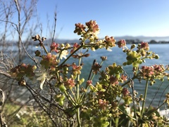 Knowltonia vesicatoria
