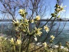 Knowltonia vesicatoria