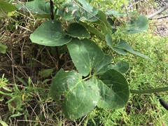 Knowltonia vesicatoria