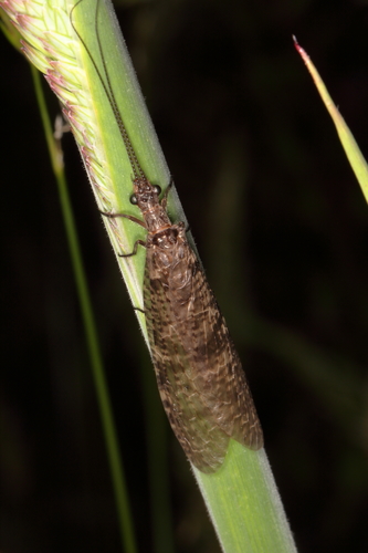 New Zealand dobsonfly photo 3