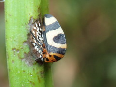 Adippe histrio