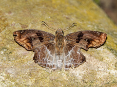 Odontoptilum angulata