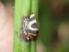 Adippe histrio
