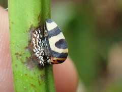 Adippe histrio