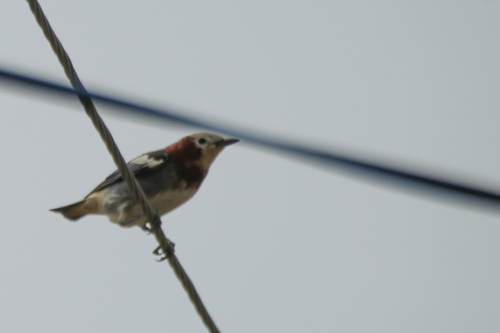 Chestnut-cheeked Starling (Agropsar philippensis)
