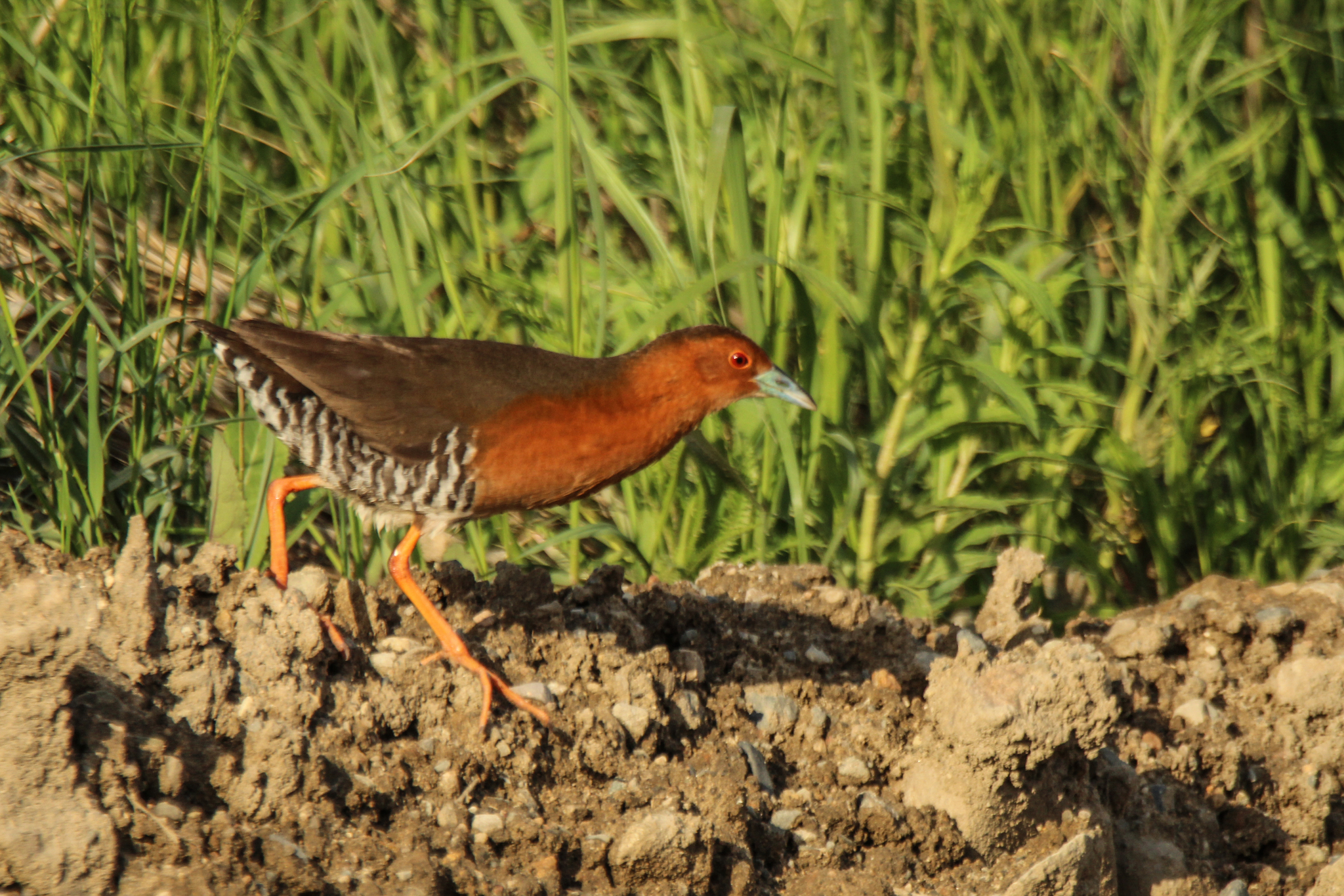 Band-bellied Crake