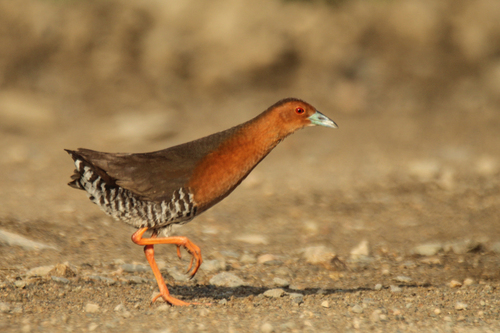 Band-bellied Crake (Zapornia paykullii), photo 3