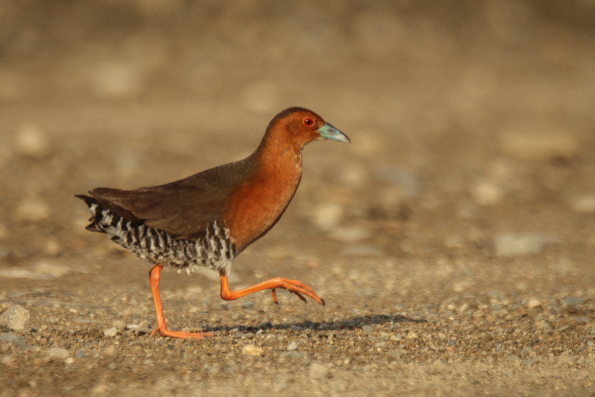 Band-bellied Crake