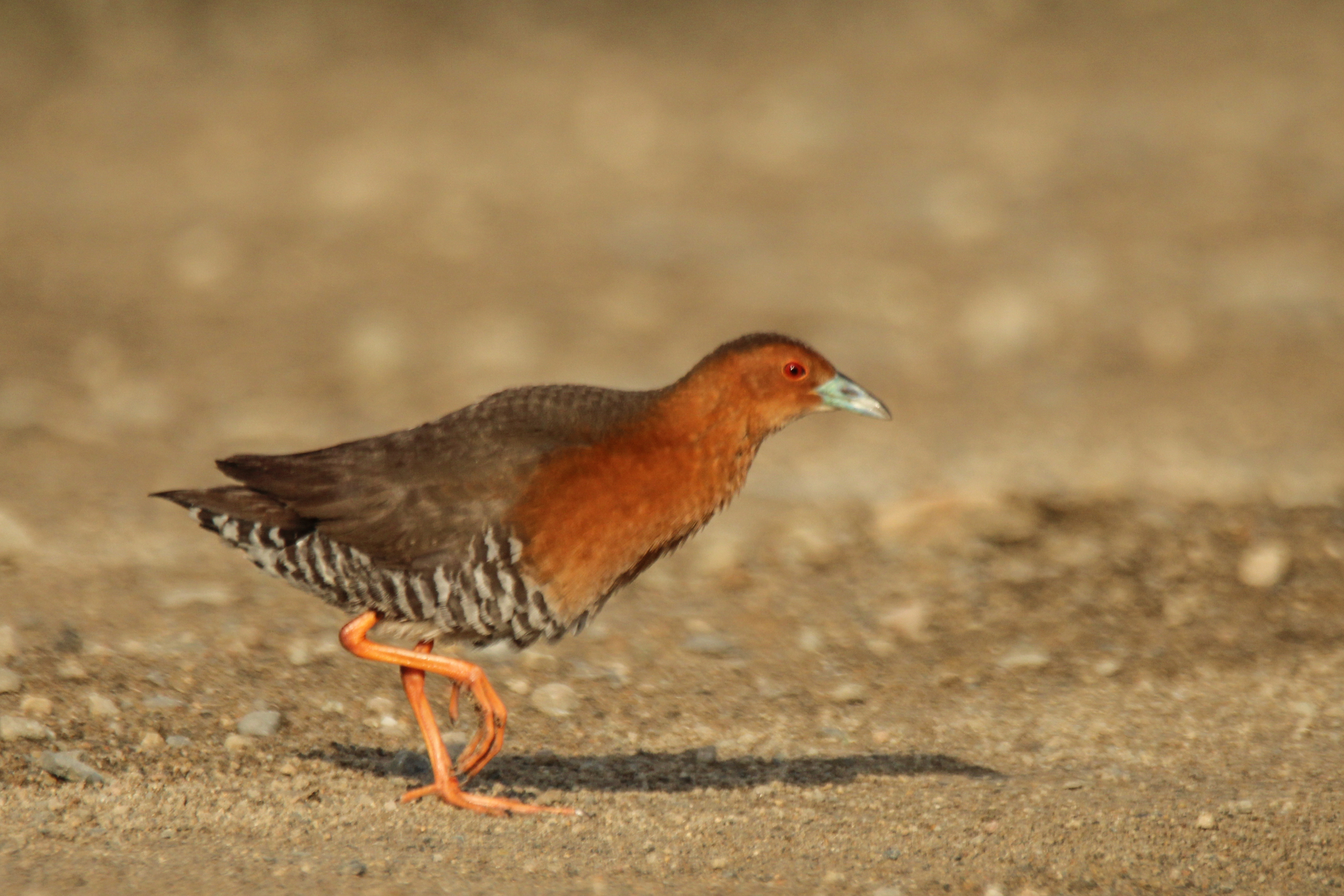 Band-bellied Crake