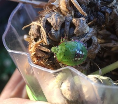 Nezara viridula