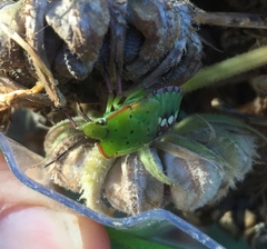 Nezara viridula