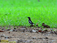 Copsychus saularis ceylonensis