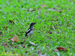 Copsychus saularis ceylonensis