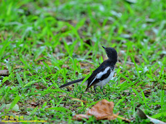 Copsychus saularis ceylonensis