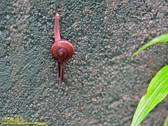 Ariophanta exilis