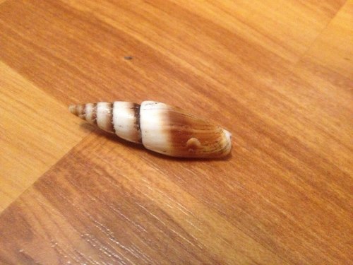 Episcomitra zonata