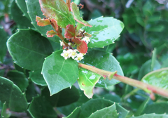 Maytenus procumbens