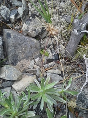 Celmisia angustifolia