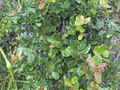 Mystroxylon aethiopicum