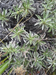 Celmisia angustifolia