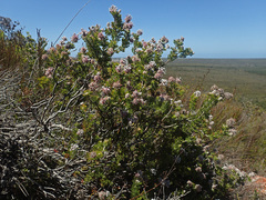 Paranomus abrotanifolius