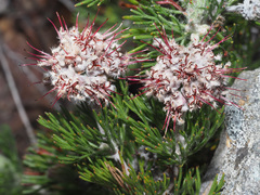 Paranomus abrotanifolius