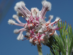 Paranomus abrotanifolius