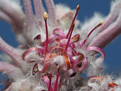 Paranomus abrotanifolius