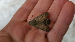 Macroglossum stellatarum