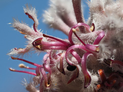 Paranomus abrotanifolius