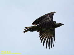 Haliaeetus ichthyaetus