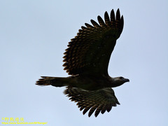 Haliaeetus ichthyaetus