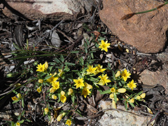 Gnidia juniperifolia
