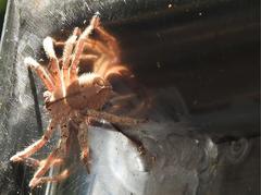 Heteropoda onoi