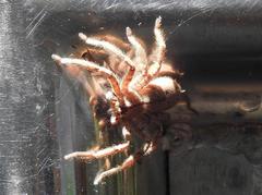 Heteropoda onoi