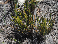 Protea denticulata